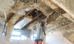 Asbestos and Lead Testing During Mold Inspection in Earlington, KY